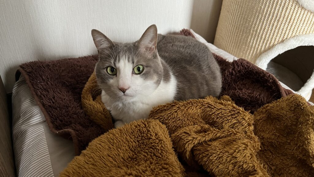 無印良品 丸洗いできる ペット用クッション 感想 まとめ レビュー 使ってみた ベージュ 猫用ベッド 夏 冬