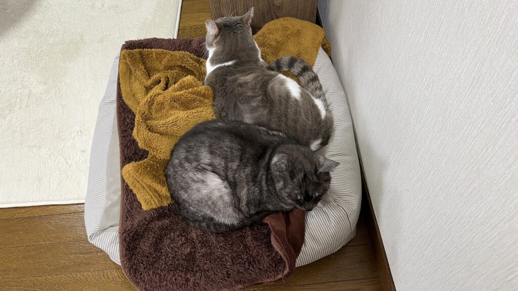 無印良品 丸洗いできる ペット用クッション 感想 まとめ レビュー 使ってみた ベージュ 猫用ベッド 夏 冬