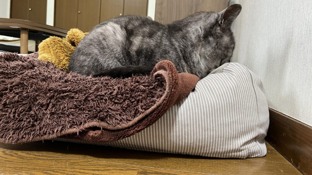 無印良品 丸洗いできる ペット用クッション 感想 まとめ レビュー 使ってみた ベージュ 猫用ベッド 夏 冬