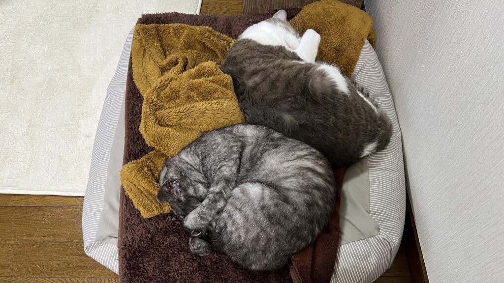 無印良品 丸洗いできる ペット用クッション 感想 まとめ レビュー 使ってみた ベージュ 猫用ベッド 夏 冬