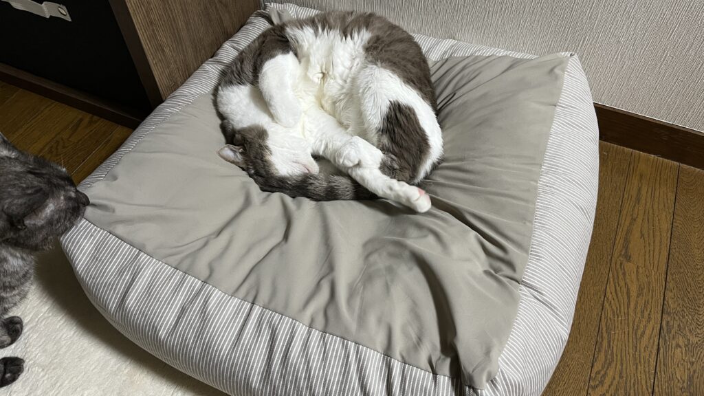 無印良品 丸洗いできる ペット用クッション 感想 まとめ レビュー 使ってみた ベージュ 猫用ベッド 夏 冬