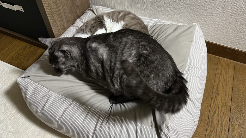 無印良品 丸洗いできる ペット用クッション 感想 まとめ レビュー 使ってみた ベージュ 猫用ベッド 夏 冬