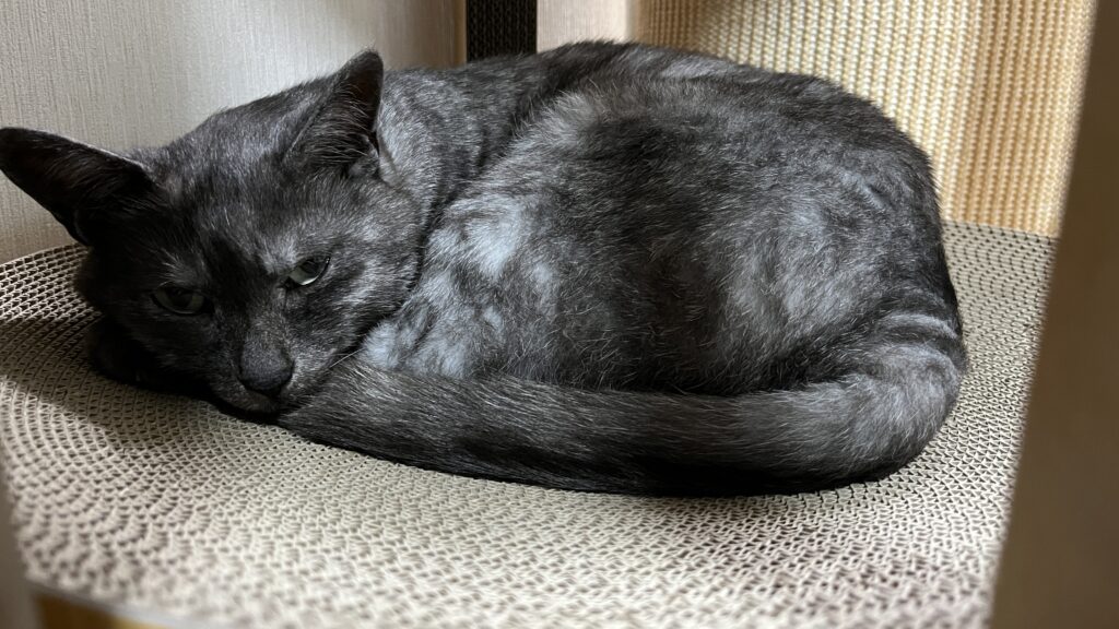 猫壱 バリバリボウルタワー XL 使ってみた 感想 レビュー 寝床 爪とぎ 夏 冬