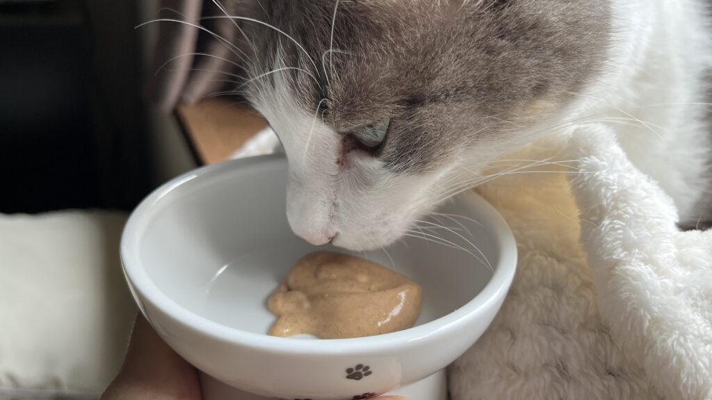 国産 無添加 猫用おやつ にゃっち ミャオグルメ チキン まぐろ かつお レビュー 感想 食べない 食べなかった