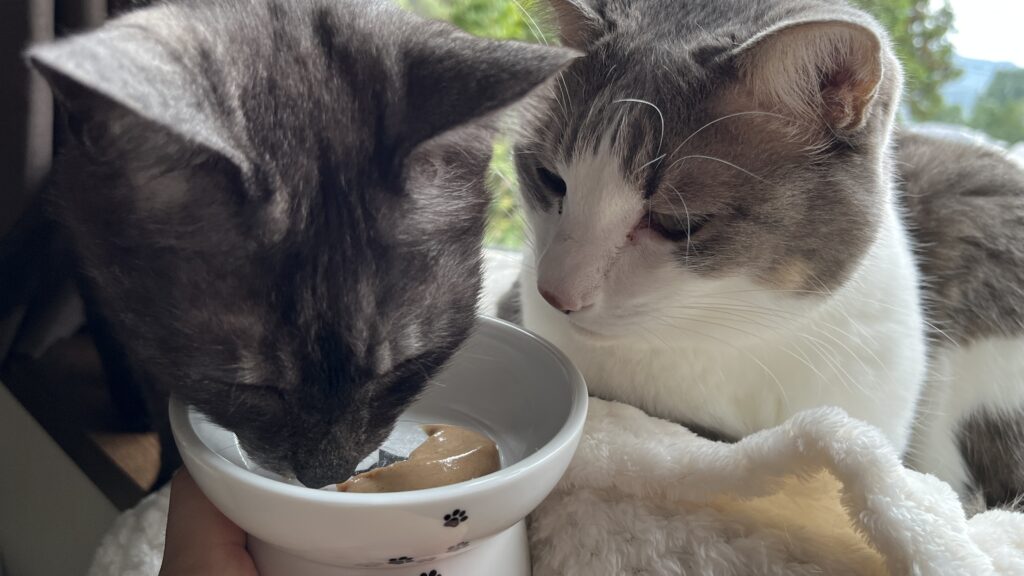 国産 無添加 猫用おやつ にゃっち ミャオグルメ チキン まぐろ かつお レビュー 感想 食べない 食べなかった