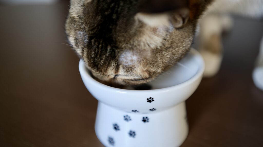 ねこまたの実 レビュー 感想 反応 さくらフォレスト 猫 腎臓 サプリ ケア サポート