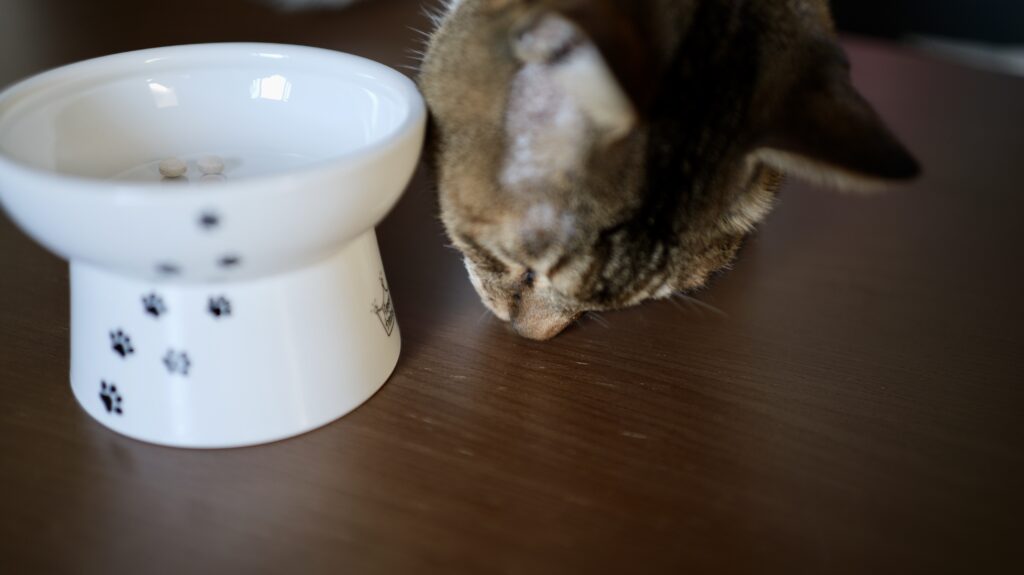 ねこまたの実 レビュー 感想 反応 さくらフォレスト 猫 腎臓 サプリ ケア サポート