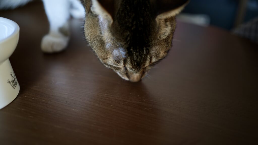 ねこまたの実 レビュー 感想 反応 さくらフォレスト 猫 腎臓 サプリ ケア サポート