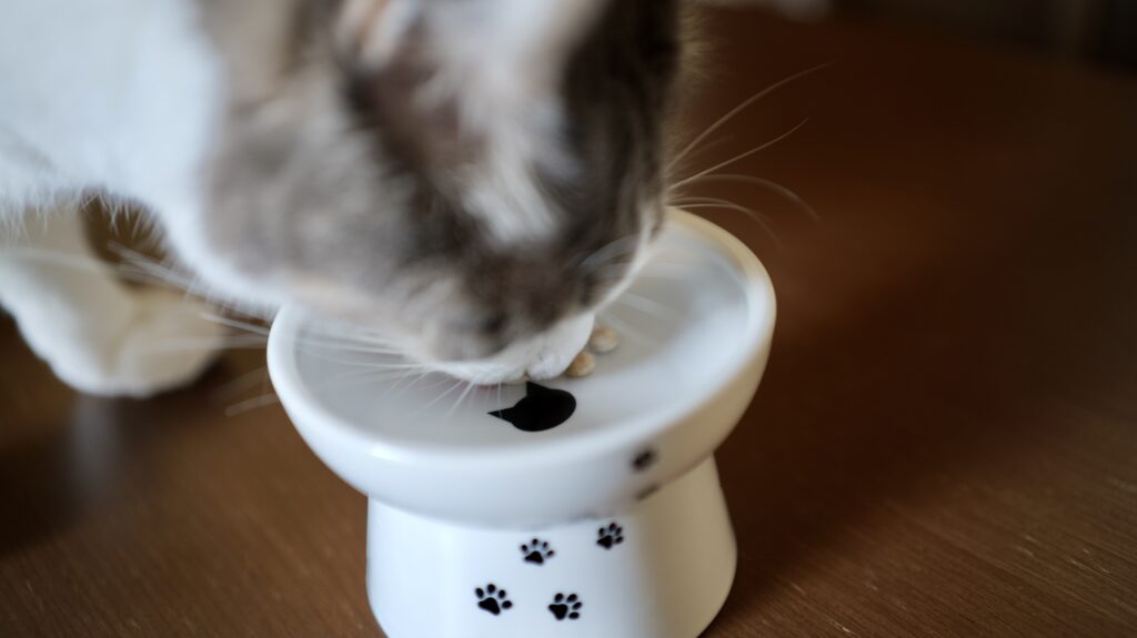 ねこまたの実 レビュー 感想 反応 さくらフォレスト 猫 腎臓 サプリ ケア サポート