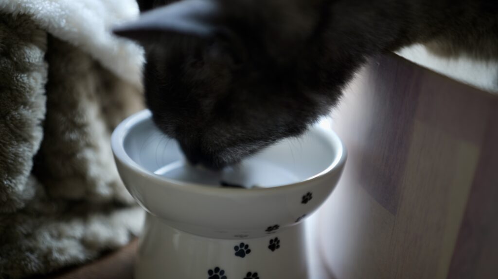 ねこまたの実 レビュー 感想 反応 さくらフォレスト 猫 腎臓 サプリ ケア サポート