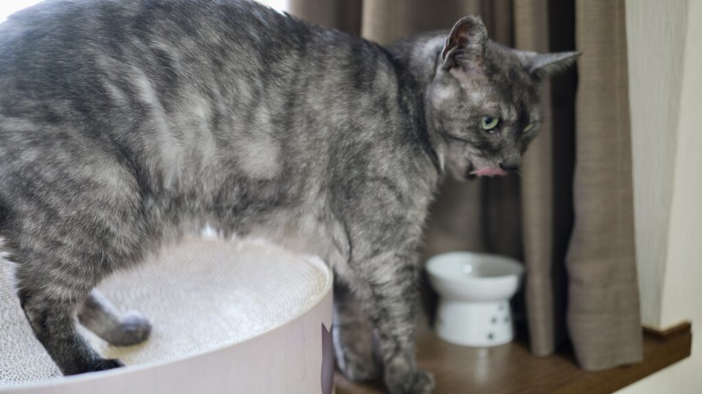 ねこまたの実 レビュー 感想 反応 さくらフォレスト 猫 腎臓 サプリ ケア サポート