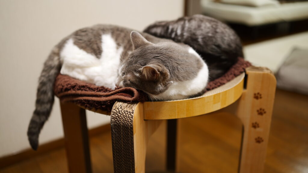 猫壱 バリバリボウルタワー XL 使ってみた 感想 レビュー 寝床 爪とぎ 夏 冬