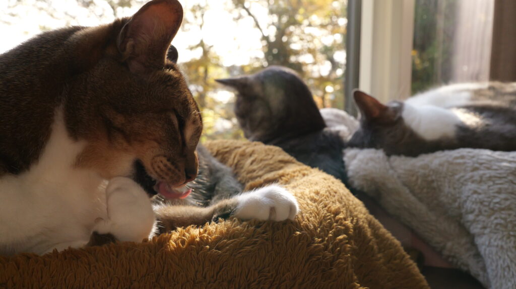 猫壱 バリバリボウルタワー XL 使ってみた 感想 レビュー 寝床 爪とぎ 夏 冬