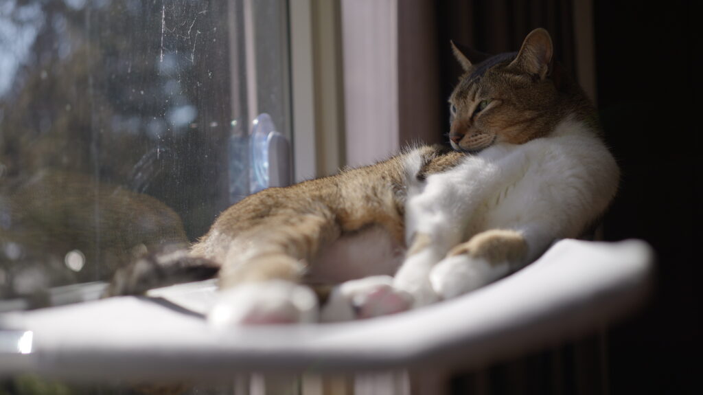 Konshun 公式オリジナル正規品 猫 窓用  ハンモック 窓 ベッド 強力 大型 吸盤式 猫